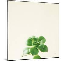 Succulent Simplicity VII Neutral-Felicity Bradley-Mounted Art Print