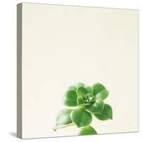 Succulent Simplicity VII Neutral-Felicity Bradley-Stretched Canvas