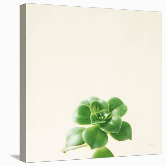 Succulent Simplicity VII Neutral-Felicity Bradley-Stretched Canvas