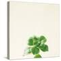 Succulent Simplicity VII Neutral-Felicity Bradley-Stretched Canvas