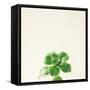 Succulent Simplicity VII Neutral-Felicity Bradley-Framed Stretched Canvas