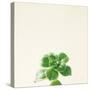 Succulent Simplicity VII Neutral-Felicity Bradley-Stretched Canvas