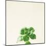 Succulent Simplicity VII Neutral-Felicity Bradley-Mounted Art Print