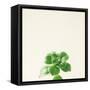 Succulent Simplicity VII Neutral-Felicity Bradley-Framed Stretched Canvas