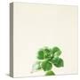 Succulent Simplicity VII Neutral-Felicity Bradley-Stretched Canvas