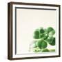 Succulent Simplicity VIII Neutral-Felicity Bradley-Framed Art Print