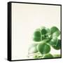 Succulent Simplicity VIII Neutral-Felicity Bradley-Framed Stretched Canvas