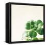 Succulent Simplicity VIII Neutral-Felicity Bradley-Framed Stretched Canvas