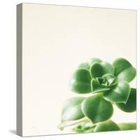 Succulent Simplicity VIII Neutral-Felicity Bradley-Stretched Canvas