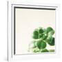 Succulent Simplicity VIII Neutral-Felicity Bradley-Framed Art Print