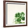 Succulent Simplicity VIII Neutral-Felicity Bradley-Framed Art Print