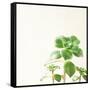 Succulent Simplicity X Neutral-Felicity Bradley-Framed Stretched Canvas