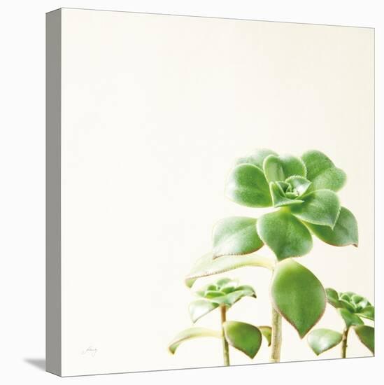 Succulent Simplicity X Neutral-Felicity Bradley-Stretched Canvas