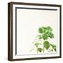 Succulent Simplicity X Neutral-Felicity Bradley-Framed Art Print