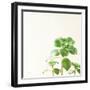 Succulent Simplicity X Neutral-Felicity Bradley-Framed Art Print