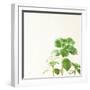 Succulent Simplicity X Neutral-Felicity Bradley-Framed Art Print