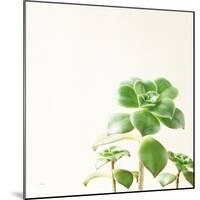 Succulent Simplicity X Neutral-Felicity Bradley-Mounted Art Print