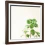 Succulent Simplicity X Neutral-Felicity Bradley-Framed Art Print