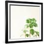 Succulent Simplicity X Neutral-Felicity Bradley-Framed Premium Giclee Print