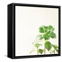 Succulent Simplicity X Neutral-Felicity Bradley-Framed Stretched Canvas