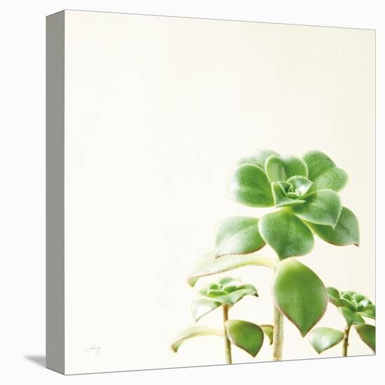 Succulent Simplicity X Neutral-Felicity Bradley-Stretched Canvas