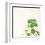 Succulent Simplicity X Neutral-Felicity Bradley-Framed Art Print