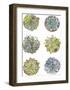 Succulent Sketchbook I-Sandra Jacobs-Framed Giclee Print