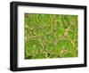 Succulent, South Island, New Zealand-William Sutton-Framed Photographic Print