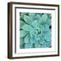 Succulent Splendor 1-Debbie Pearson-Framed Premium Photographic Print