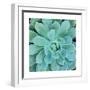 Succulent Splendor 1-Debbie Pearson-Framed Premium Photographic Print