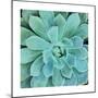 Succulent Splendor 1-Debbie Pearson-Mounted Premium Photographic Print