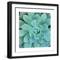 Succulent Splendor 1-Debbie Pearson-Framed Photographic Print