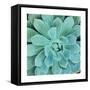 Succulent Splendor 1-Debbie Pearson-Framed Stretched Canvas