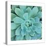 Succulent Splendor 1-Debbie Pearson-Stretched Canvas