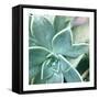 Succulent Splendor 3-Debbie Pearson-Framed Stretched Canvas