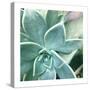 Succulent Splendor 3-Debbie Pearson-Stretched Canvas