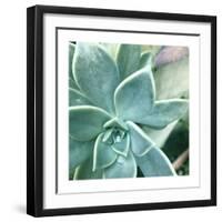 Succulent Splendor 3-Debbie Pearson-Framed Photographic Print