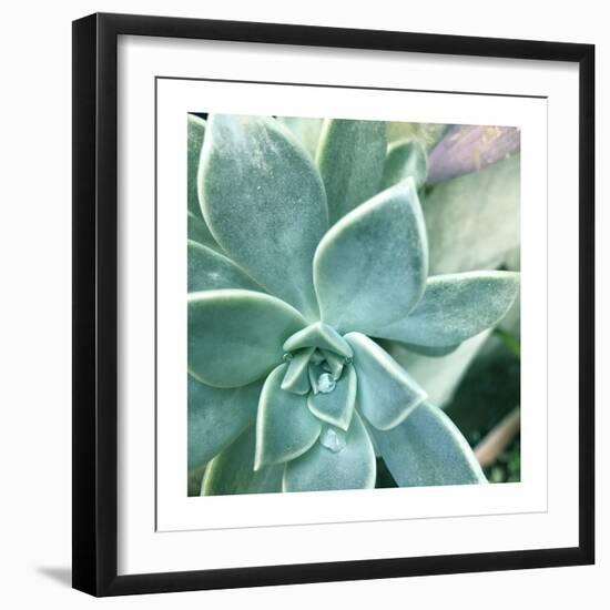 Succulent Splendor 3-Debbie Pearson-Framed Photographic Print