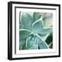 Succulent Splendor 3-Debbie Pearson-Framed Photographic Print