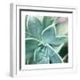 Succulent Splendor 3-Debbie Pearson-Framed Photographic Print