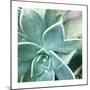 Succulent Splendor 3-Debbie Pearson-Mounted Photographic Print