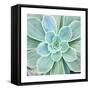 Succulent Splendor 4-Debbie Pearson-Framed Stretched Canvas