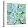 Succulent Splendor 4-Debbie Pearson-Stretched Canvas