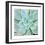 Succulent Splendor 4-Debbie Pearson-Framed Photographic Print