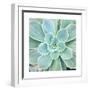 Succulent Splendor 4-Debbie Pearson-Framed Photographic Print