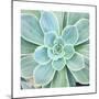 Succulent Splendor 4-Debbie Pearson-Mounted Photographic Print