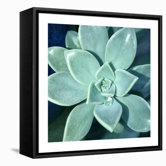 Succulent Splendor 5-Debbie Pearson-Framed Stretched Canvas