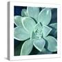 Succulent Splendor 5-Debbie Pearson-Stretched Canvas