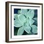 Succulent Splendor 5-Debbie Pearson-Framed Photographic Print