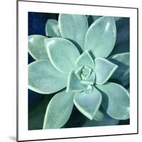 Succulent Splendor 5-Debbie Pearson-Mounted Photographic Print